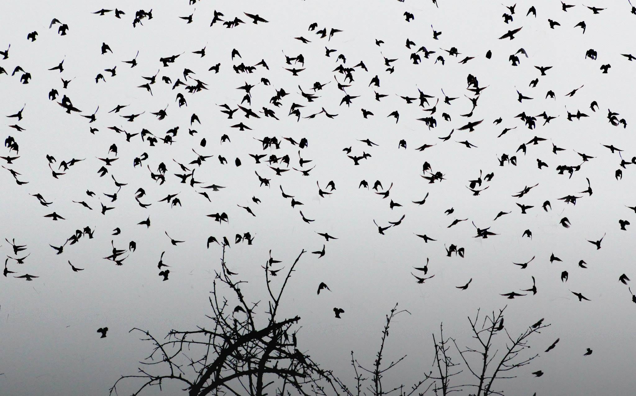 Birds Flying