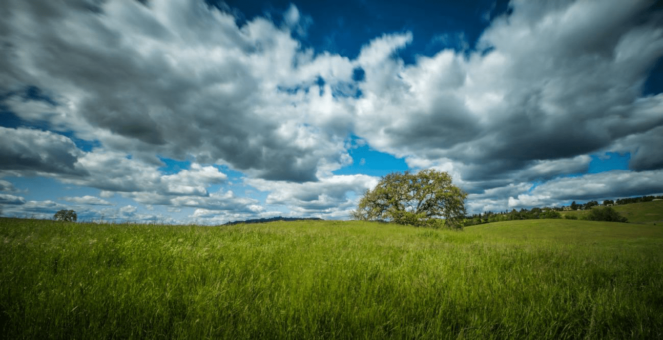 grass n sky